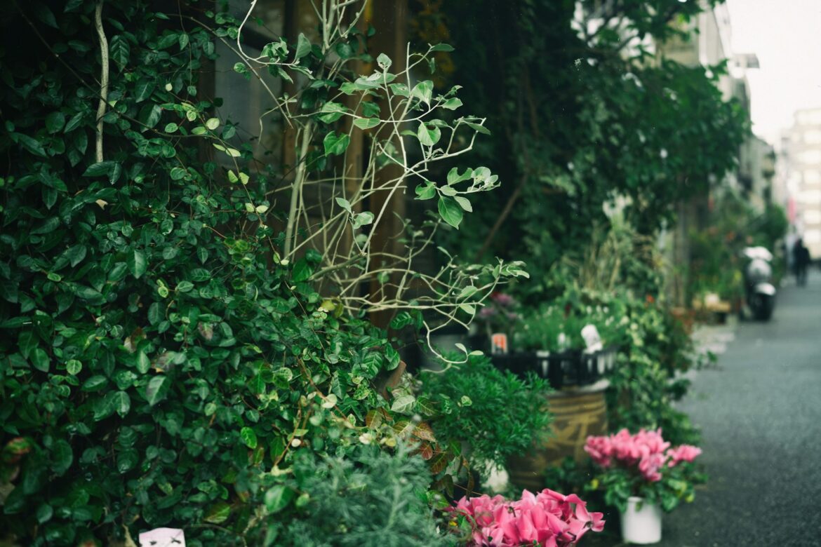 a row of potted plants on the side of a road