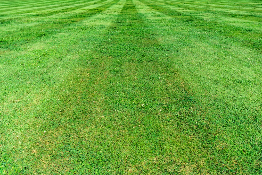 The park lawn.