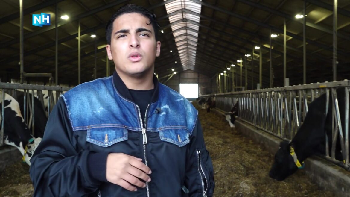 Ayoub Louihrani in een stal met koeien tijdens een reportage van NH Nieuws